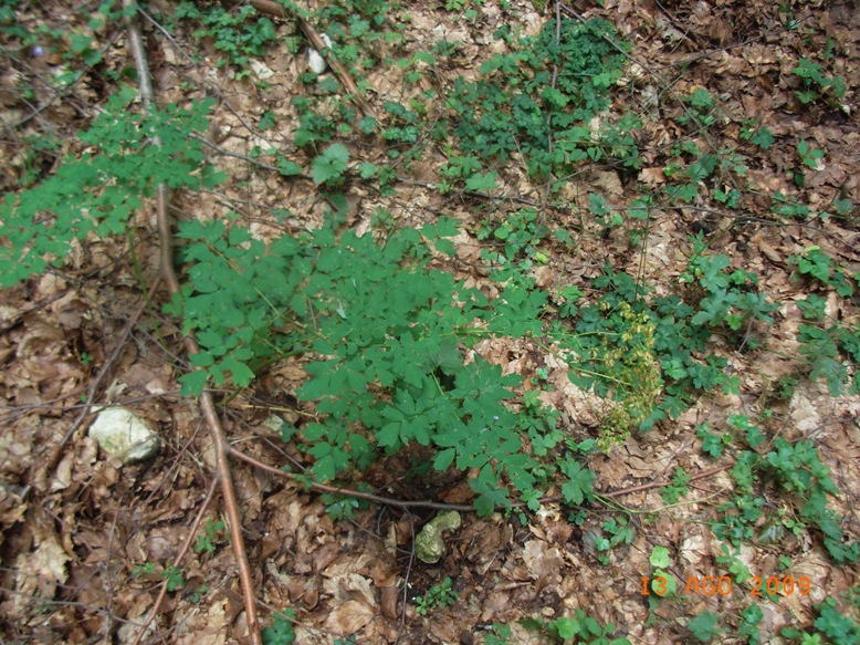 Thalictrum aquilegifolium